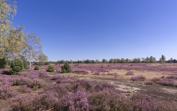 Naturpark Niederlausitzer Heidelandschaft, Foto: TMB-Fotoarchiv/Steffen Lehmann