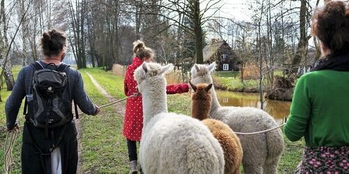 Alpakawanderung im Spreewald, Foto: Die Alpakaflüsterin / Franziska Ast, Lizenz: Alpaca Finca Spreewald