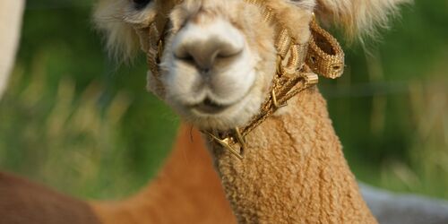 Trekking Alpaka, Foto: Die Alpakaflüsterin / Franziska Ast, Lizenz: Alpaca Finca Spreewald