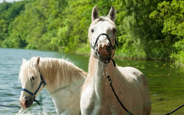 Foto: Camargue-Pferde-Hof Wesendahl