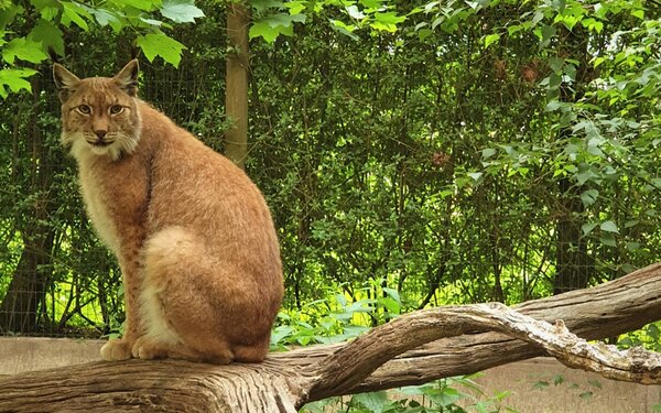 Tiergarten Ludwigslust, Foto: Diedrich Seedorf
