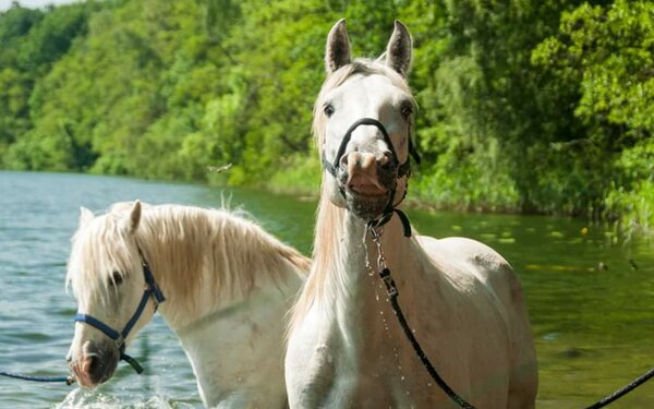 Pferde des Camargue-Pferde-Hof Wesendahl, Foto: Camargue-Pferde-Hof Wesendahl