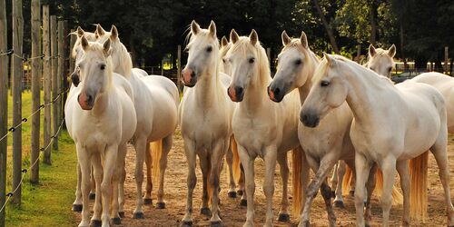 Pferde auf dem Camargue-Pferde-Hof Wesendahl, Foto: FRUVEG GmbH