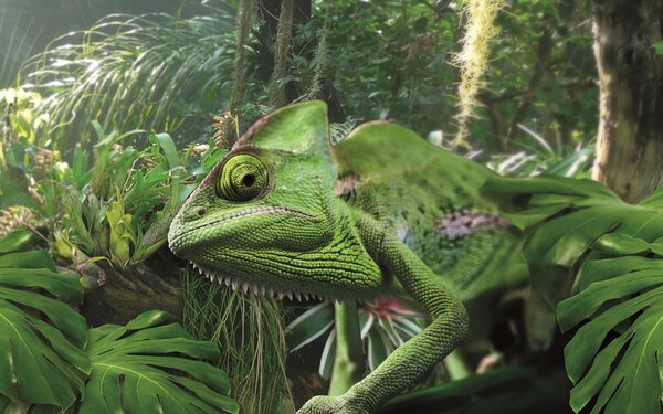Die Tropen im Potsdamer Norden, Foto: Biosphäre Potsdam, Lizenz: Biosphäre Potsdam