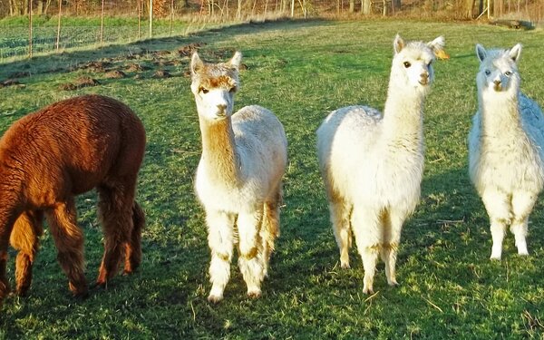 Ronja, Dante, Timo und Paule, Foto: Jutta Kanzler