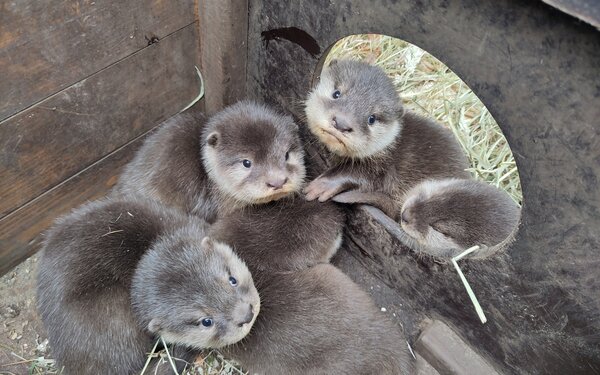 Otter, Foto: V.Kaspari