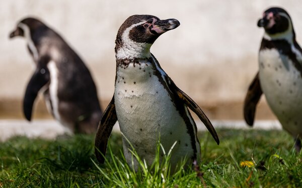 Drei Humboldt Pinguine, Foto: A.Schibilla