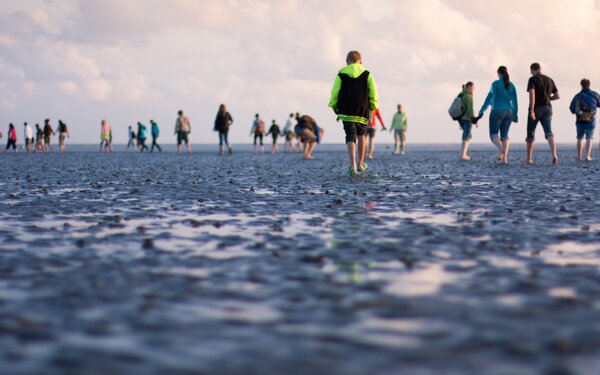 Wattführung, Foto: Archiv Schutzstation Wattenmeer e.V