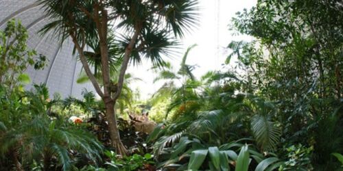 Regenwald, Foto: Tropical Islands, Lizenz: Tropical Islands