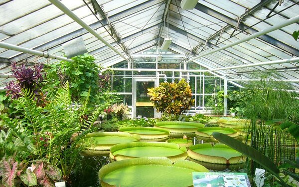 Blätter der Riesenseerose (Victoria cruziana) im Tropenhaus, Foto: Mattes, Gemeinfrei, https://commons.wikimedia.org
