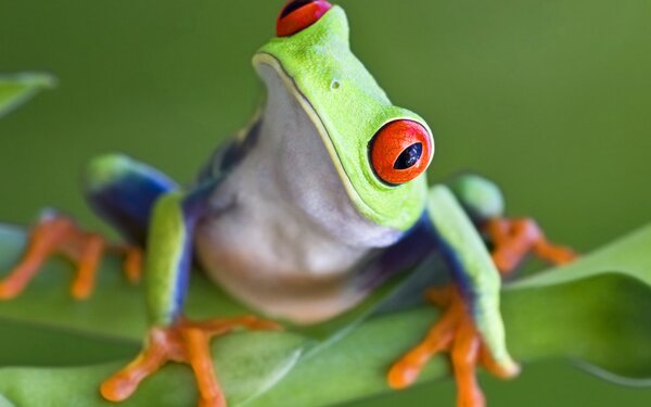 Rotaugenlaubfrosch, Foto: iStock - Mark-Kostich, Lizenz: Biosphäre Potsdam