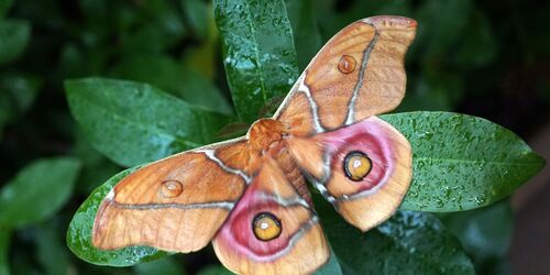 Madagaskar Kaiserspinner, Foto: Anja Sadowski, Lizenz: Biosphäre Potsdam