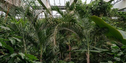 Tropenhalle , Foto: Marc Lehnhardt, Lizenz: Biosphäre Potsdam