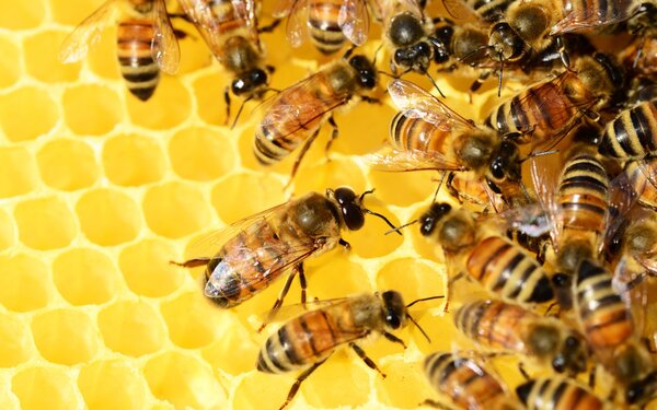 Bienen , Foto: PollyDot auf Pixabay