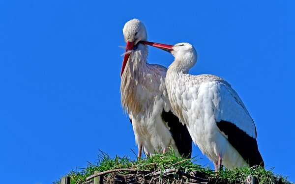Weißstörche, Foto: Georg Wietschorke / Pixabay.com