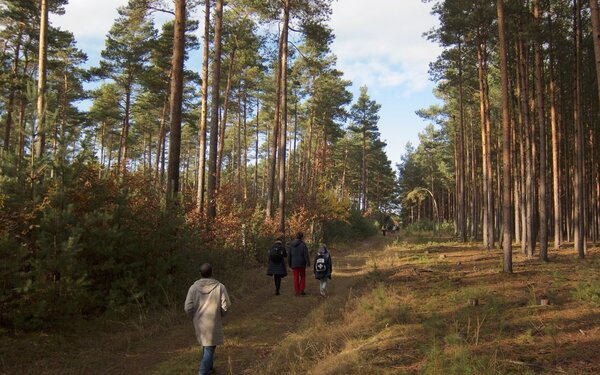 Wanderweg im Hohen Fläming, Foto: Jocki84, CC BY-SA 4.0, https://commons.wikimedia.org