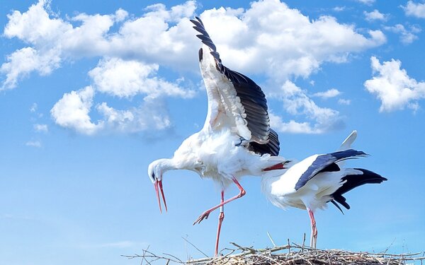 Störche, Foto: blickpixel, pixabay.com