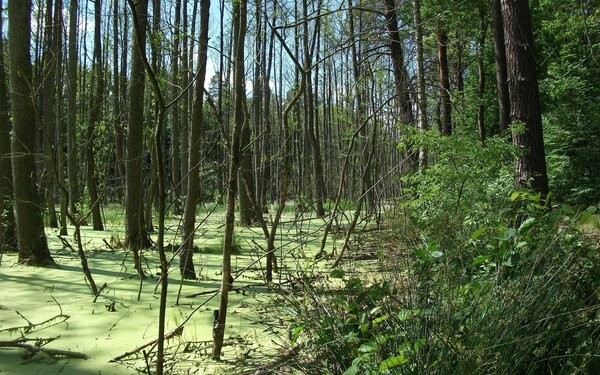 Marktplatz Eberswalde, Foto: Nature'sAdvocat, CC BY-SA 4.0, https://commons.wikimedia.org