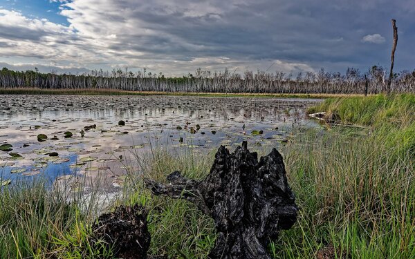 Seerosenteich im Naturschutzgebiet Der Loben, Foto: Tanne1949, CC BY-SA 4.0, https://commons.wikimedia.org