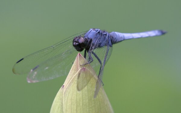 Libelle, Foto: DerWeg, pixabay.com