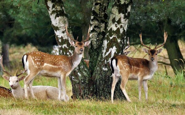 Damwild im Wildgehege Glauer Tal, Foto: Rolf Dietrich Brecher, CC BY-SA 2.0, https://commons.wikimedia.org