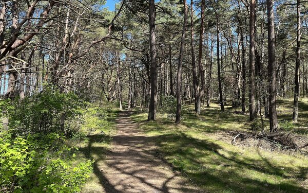 Küstenwald, Foto: Lukas Beck, CC BY-SA 4.0, https://commons.wikimedia.org