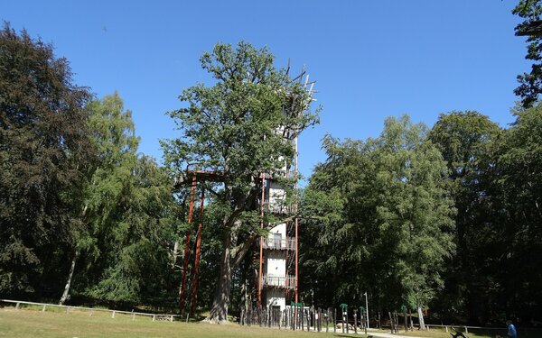 Nationales Naturmonument Ivenacker Eichen, Foto: Bybbisch94, Christian Gebhardt, CC BY-SA 4.0, https://commons.wikimedia.org