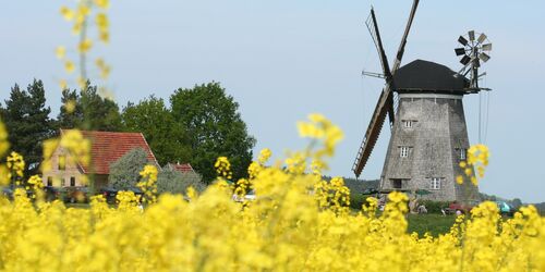 Holländermühle Benz hinter blühendem Rapsfeld, Foto: Kulturmühle Benz e.V.