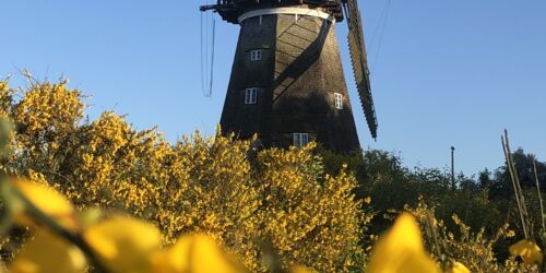 Holländermühle Benz vom Weg, Foto: Kulturmühle Benz e.V.