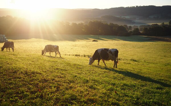 Kühe auf der Weide, Foto: Hannah Tersteegen