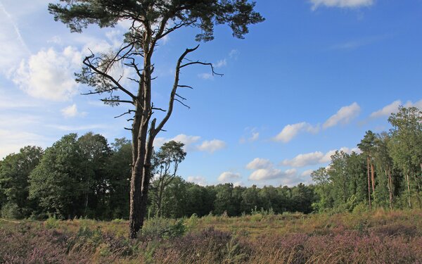 Wittenbergener Heide  B. Engelschall