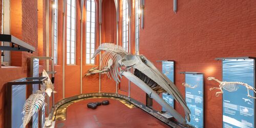 Finnwalskelett im Chor-MEERESMUSEUM, Foto: Anke Neumeister/Deutsches Meeresmuseum