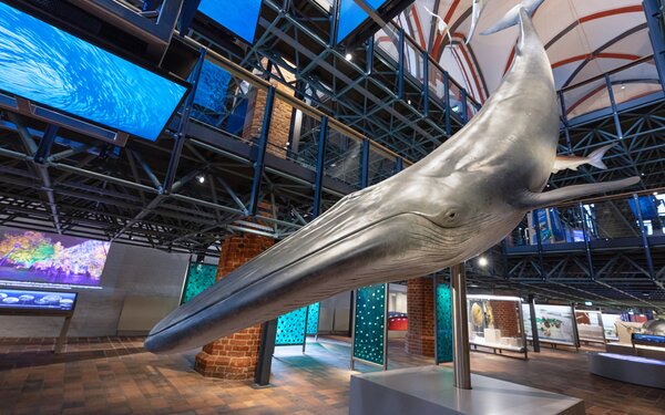 Brydewal-Modell im MEERESMUSEUM, Foto: Anke Neumeister/Deutsches Meeresmuseum