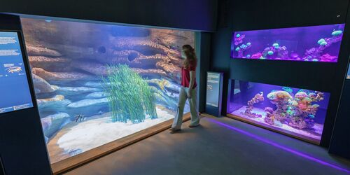 MEERESMUSEUM-Besucherin im Aquarienrundgang, Foto: Anke Neumeister/Deutsches Meeresmuseum