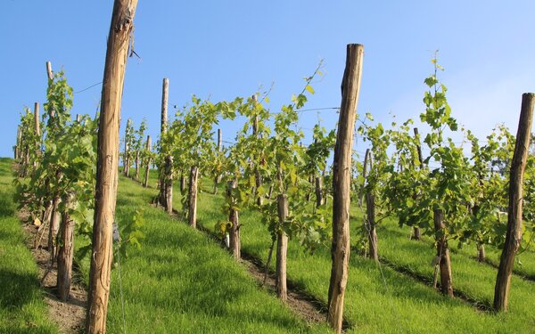 Weinberg in Burg  Landesgartenschau Burg 2018 GmbH