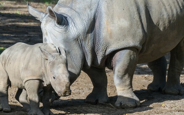 Nashorn - Zoo Schwerin (2), Foto: Zoo Schwerin