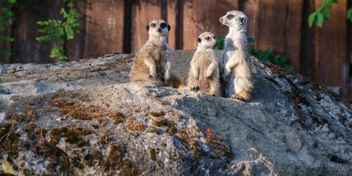 Erdmännchen - Zoo Schwerin (2), Foto: Zoo Schwerin