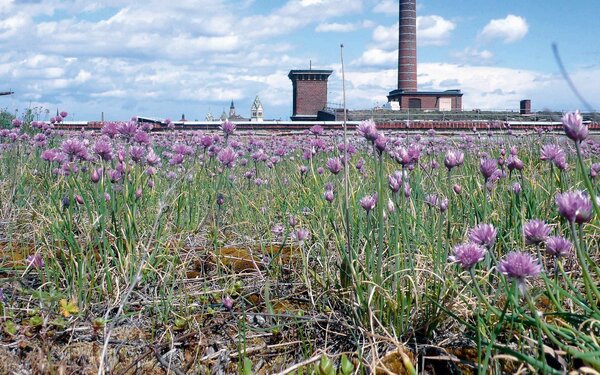 Halle 14, Dach, Foto: Foto: Bertram Schultze, 2008