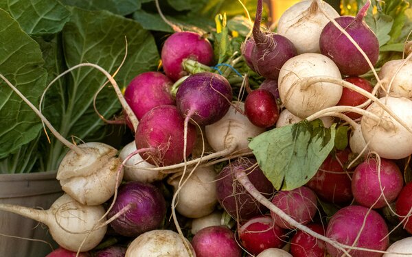 Rettich, Foto: pixabay.com