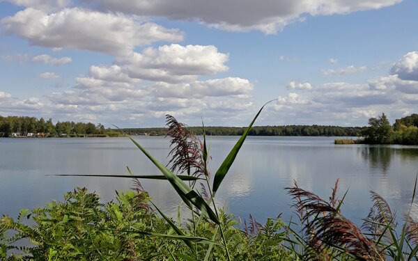 Bergwitzsee, Foto: Foto: Monika Pölitz