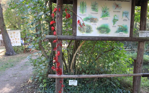 Im Naturlehrgarten, Foto:  Marit Schaller