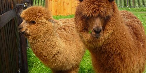 Alpakas, Foto: Steffen Ritzer, Lizenz: Tourismusverband Havelland e.V.