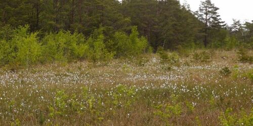 Moorlandschaft mit Wollgras, Foto: MV-T/outdoor-visions.com