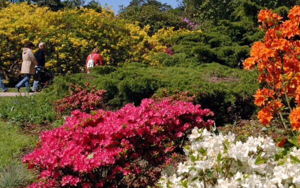 Rhododendronpark, Foto: Tourismus und Kur GmbH Graal-Müritz, A. Rudolph