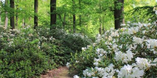 Rhododendren im Waldpark, Foto: Bansen/Wittig