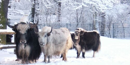 Winter im Tierpark, Foto: Tierpark Cottbus