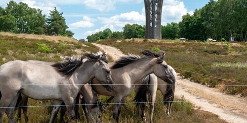Konikpferde am Heideturm, Foto: Florian Amrhein, Lizenz: Heinz Sielmann Stiftung