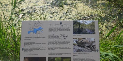 NABU-Naturerlebniszentrum Blumberger Mühle Sumpfschildkrötenteich, Foto: Anet Hoppe, Lizenz: Anet Hoppe