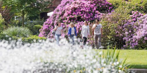 Bad Zwischenahn Rhododendronblüte, Foto: Bad Zwischenahn Touristik GmbH