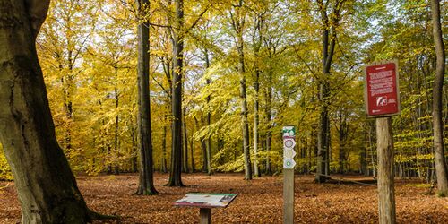 Infotafeln auf dem Wald-Erlebnis-Pfad „Der Urwald im Lüß“, Foto: M. Tiemann, www.lueneburger-heide.de, CC BY-SA